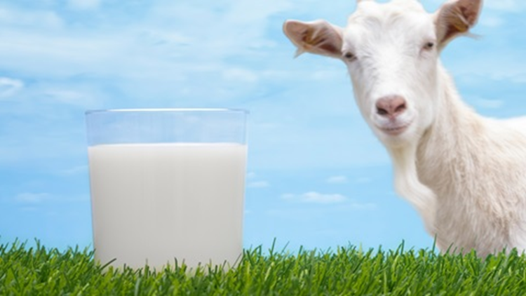Quien cabra cría, tendrá leche todo el día!