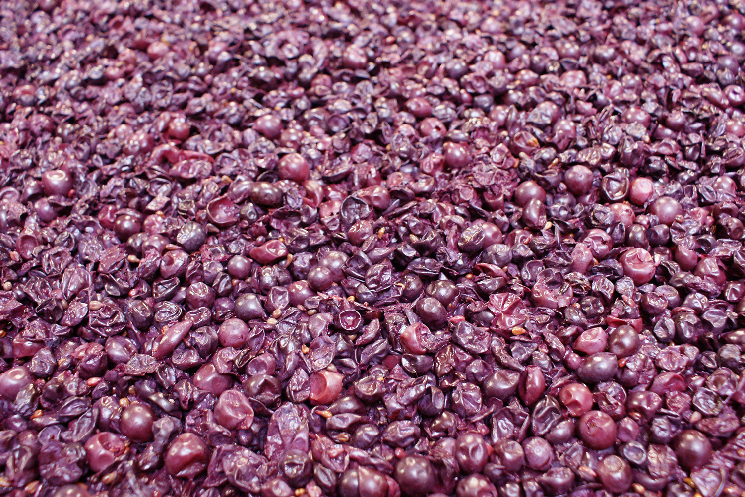 Producción a cielo abierto de uva para valor agregado en vino de mesa en el estado de Baja California Norte
