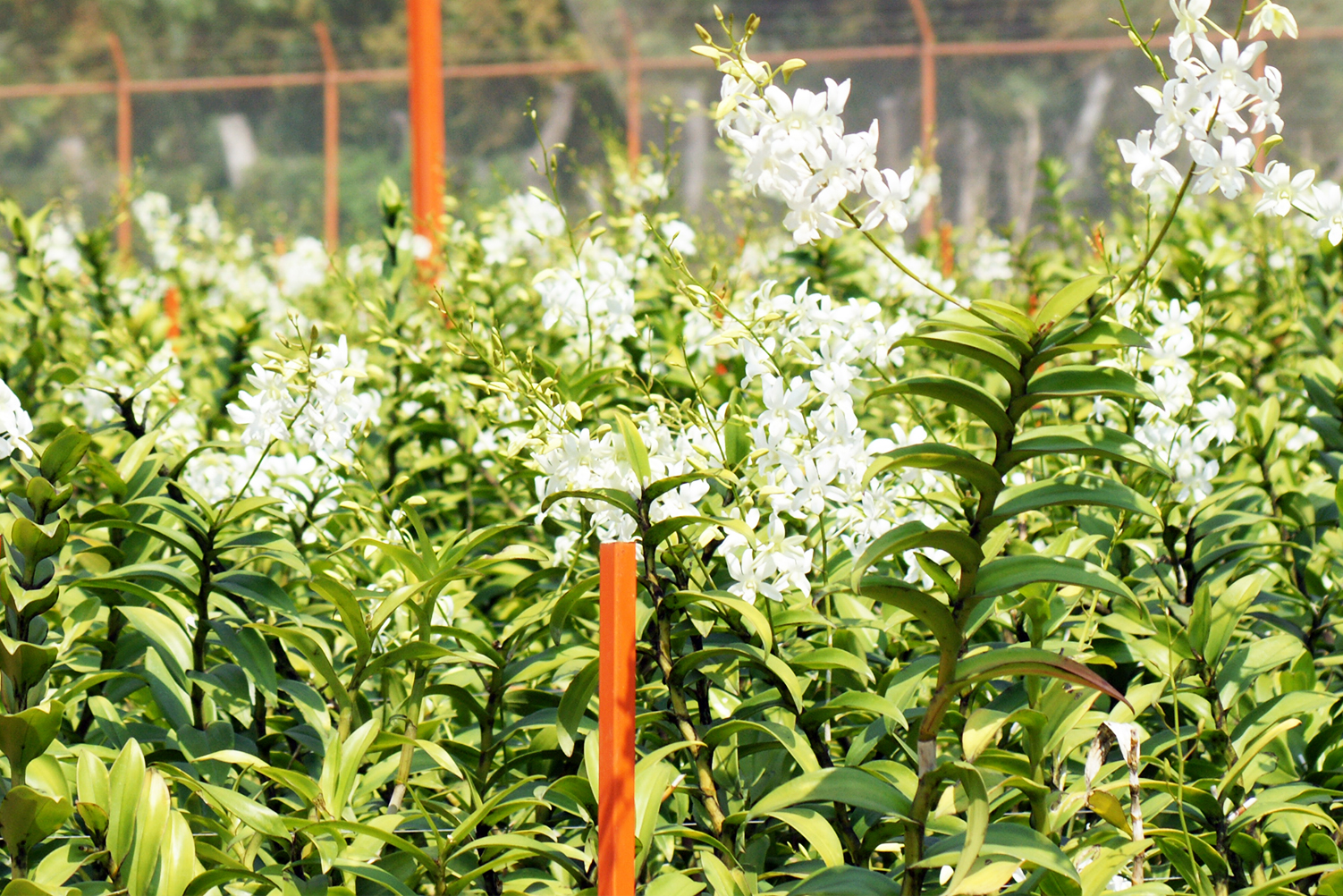 Producción de flor orquídea bajo invernadero en el estado de Colima 