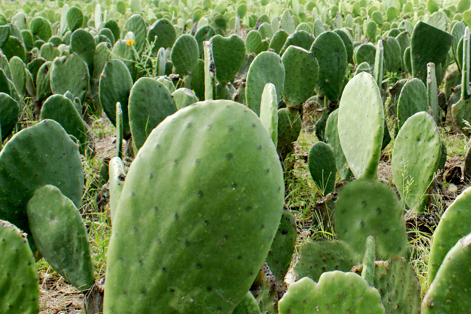 Producción de nopal para darle valor agregado en polvo en el estado de Guanajuato
