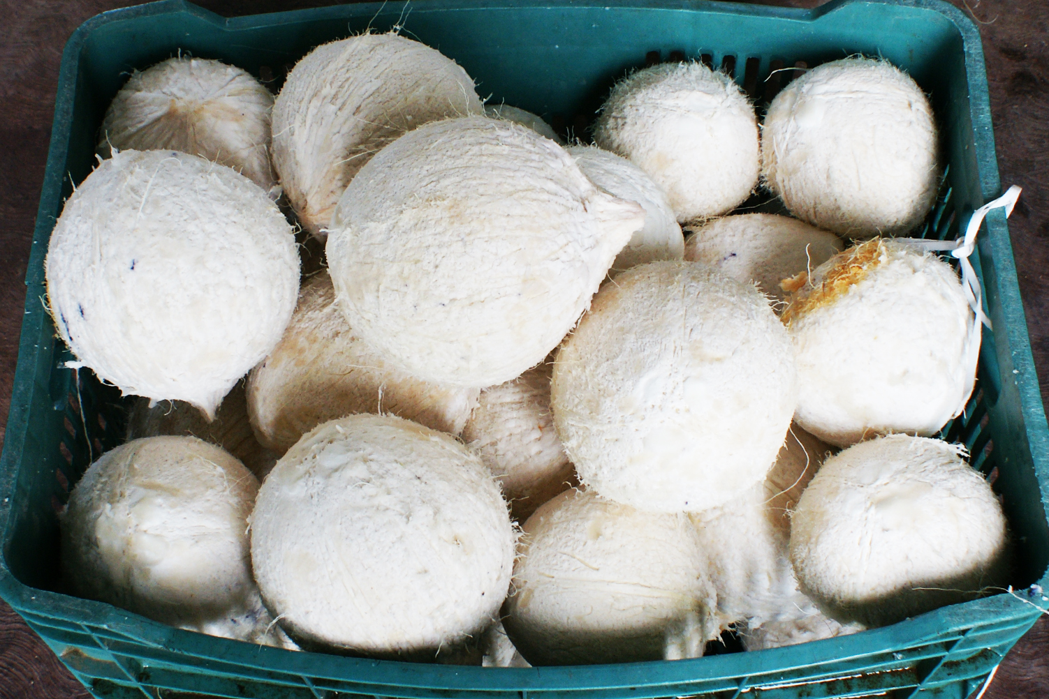 Producción de coco en fresco y en valor agregado, productos varios en el estado de Guerrero
