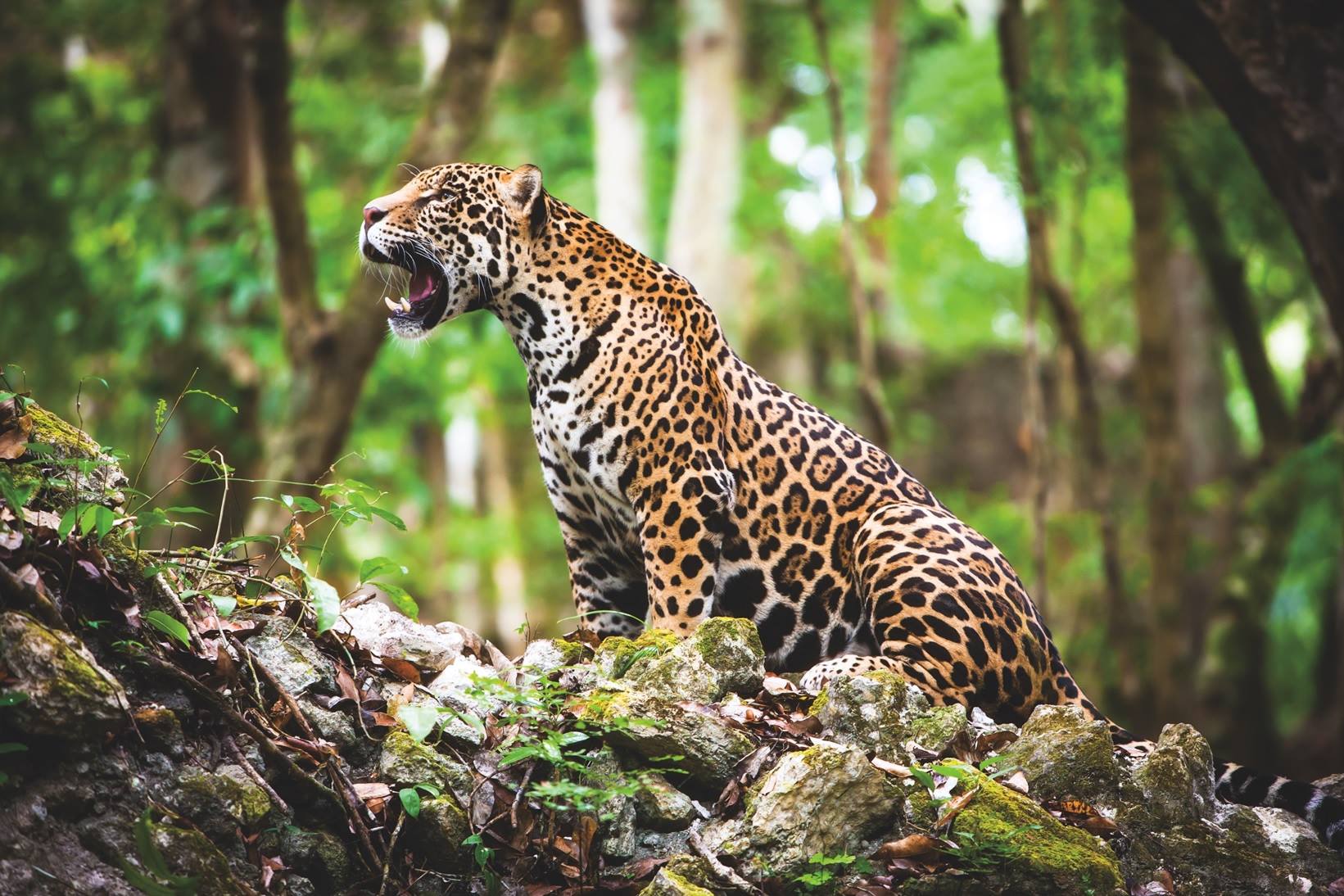 Jaguar (Panthera onca) 