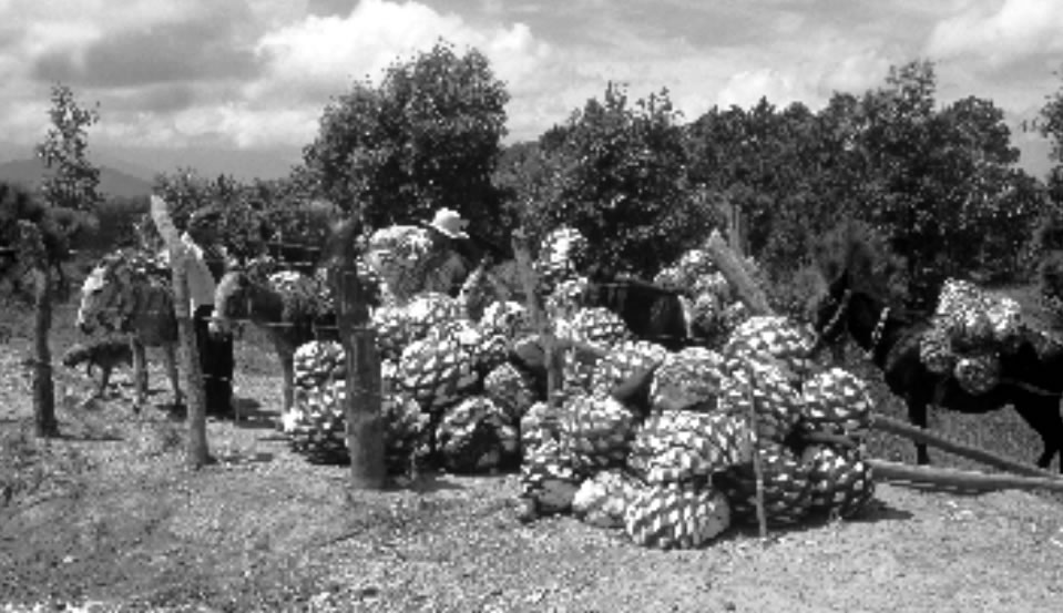 Etnografía de los Chontales de Oaxaca (Slijuala xanuc)