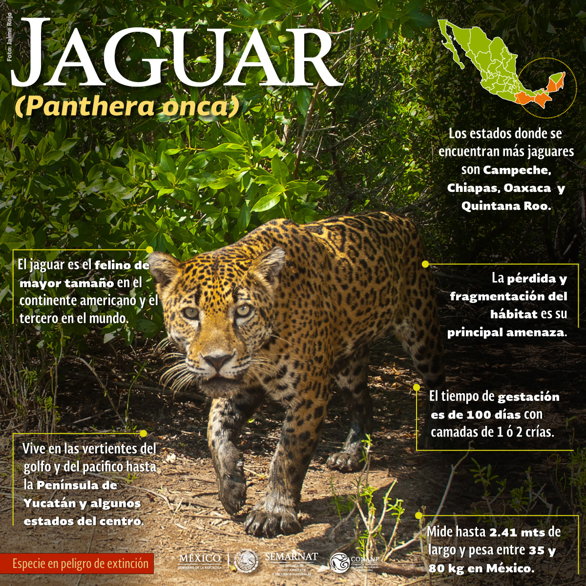 Jaguar El Felino Más Grande De América Nada En Marismas Nacionales
