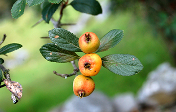 El tejocote: fruto con gran valor nutricional | Servicio de Información