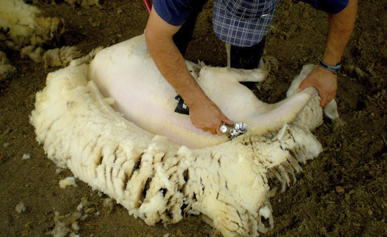 por inadvertencia vena sobrino Una visita al Atlas Agroalimentario 2017 La lana: otra cara del ovino |  Servicio de Información Agroalimentaria y Pesquera | Gobierno | gob.mx