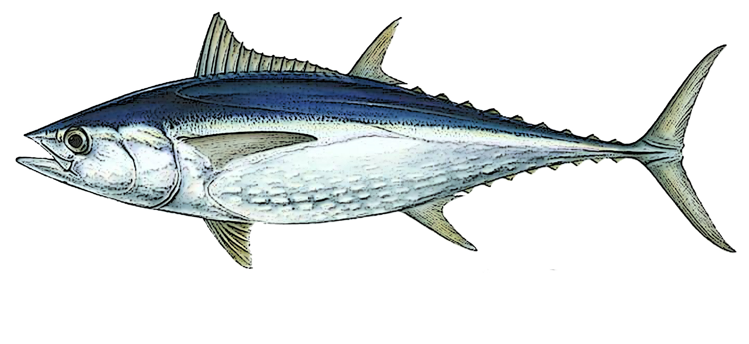 Dibujo de atún aleta azul