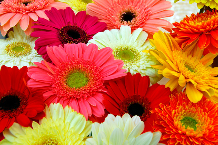 Gerbera y rosa: flores ideales para regalar a mamá | Servicio de  Información Agroalimentaria y Pesquera | Gobierno 