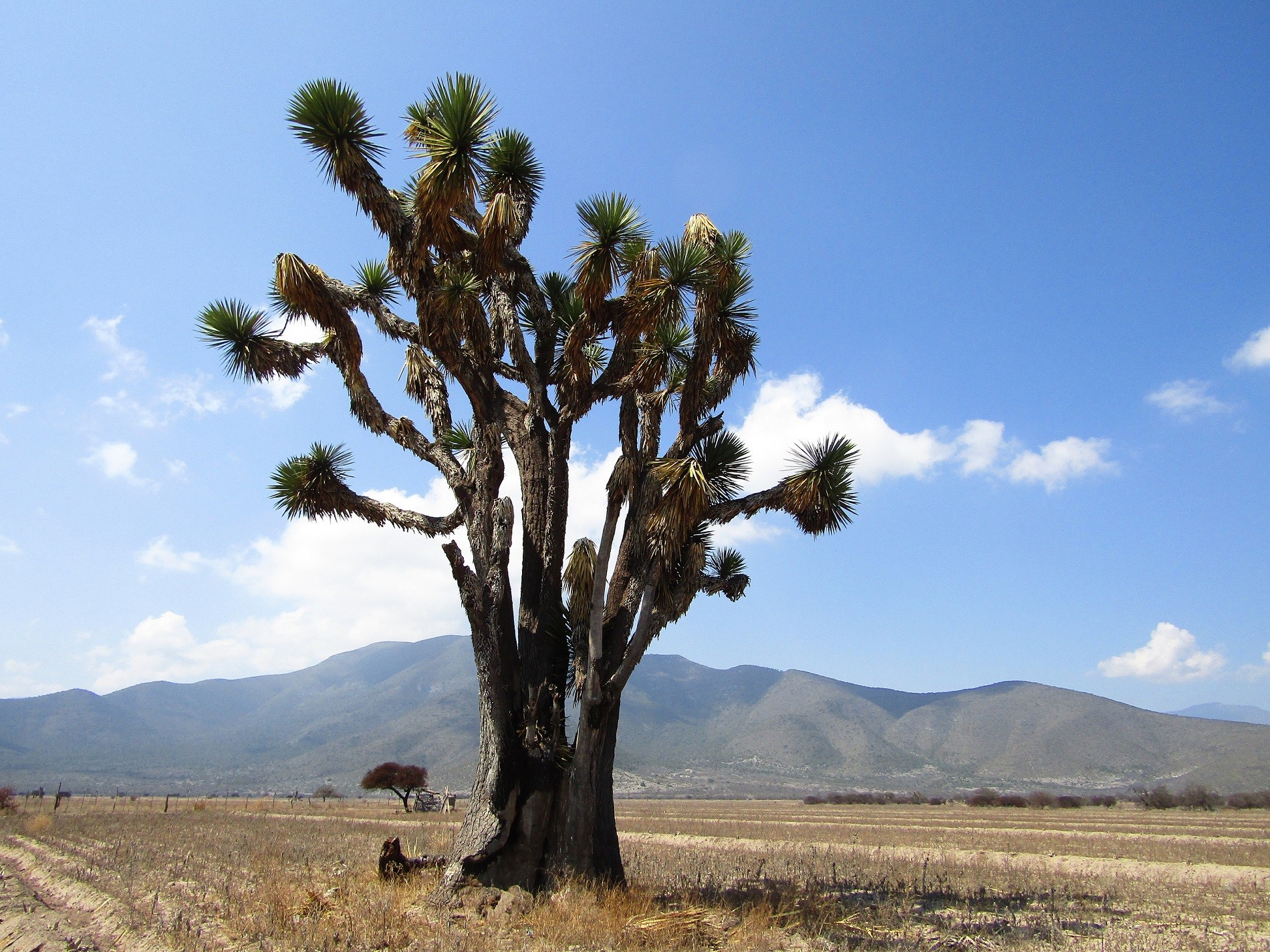 
Yuca (Yucca filifera)
