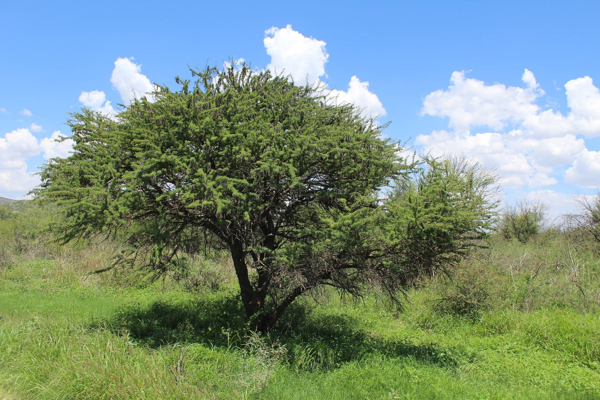 Huizache (Vachellia farnesiana)