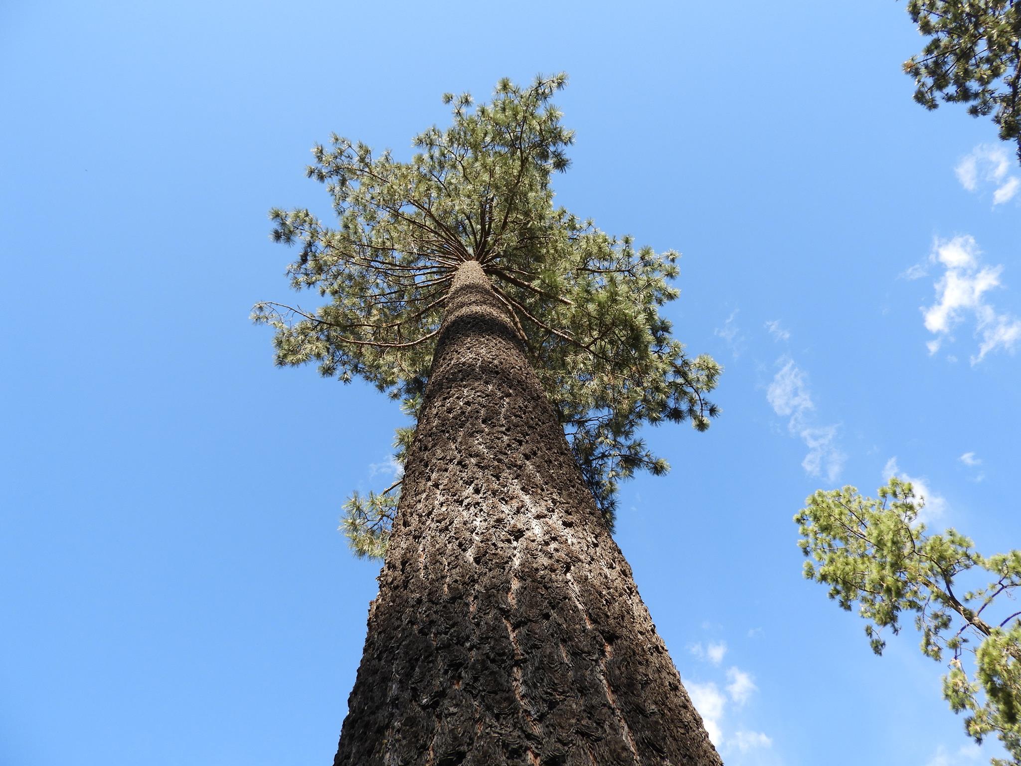 Pino de Arizona (Pinus arizonica)