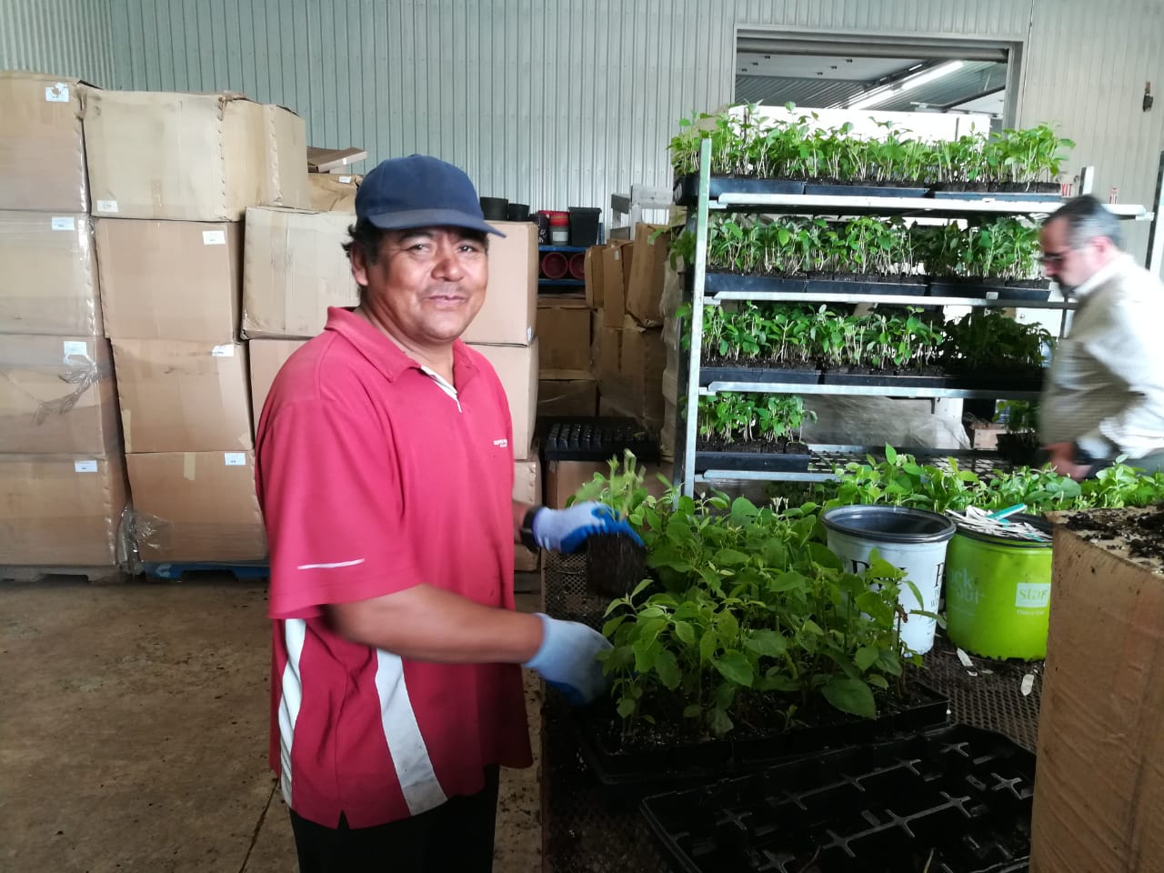 Jornalero agrícola mexicano en vivero acomodando plantas