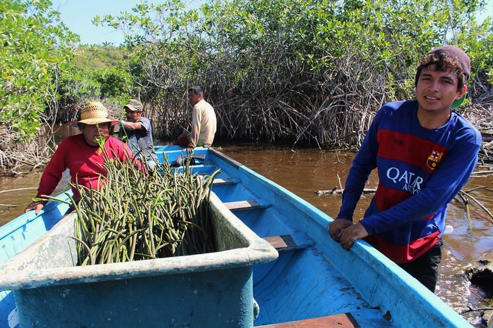 transporte de plantas de mangle para reforestación