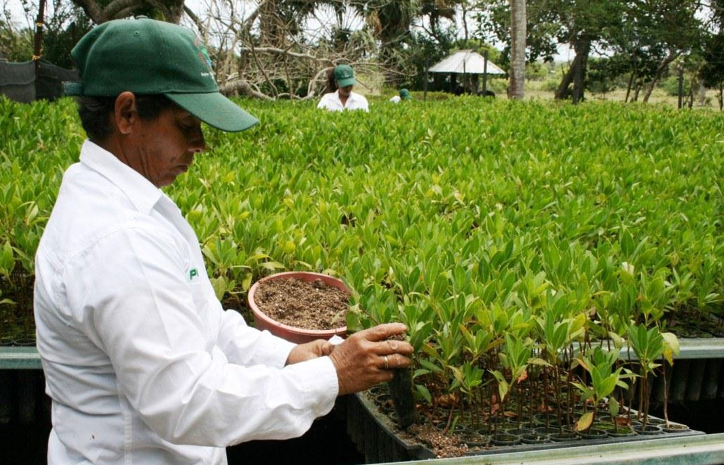verificación de planta de mangle en vivero 