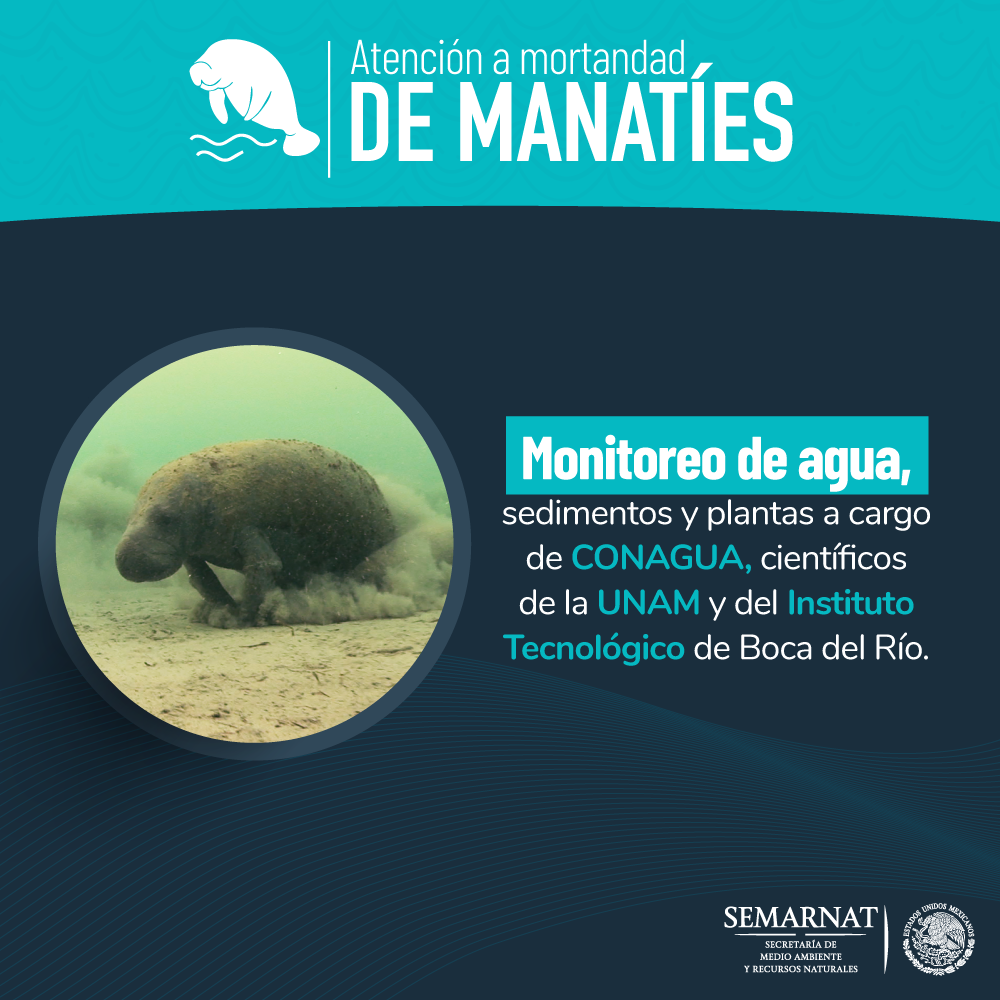 /cms/uploads/image/file/431827/Monitoreo_agua_y_sedimentos_mortandad-de-manaties3.png