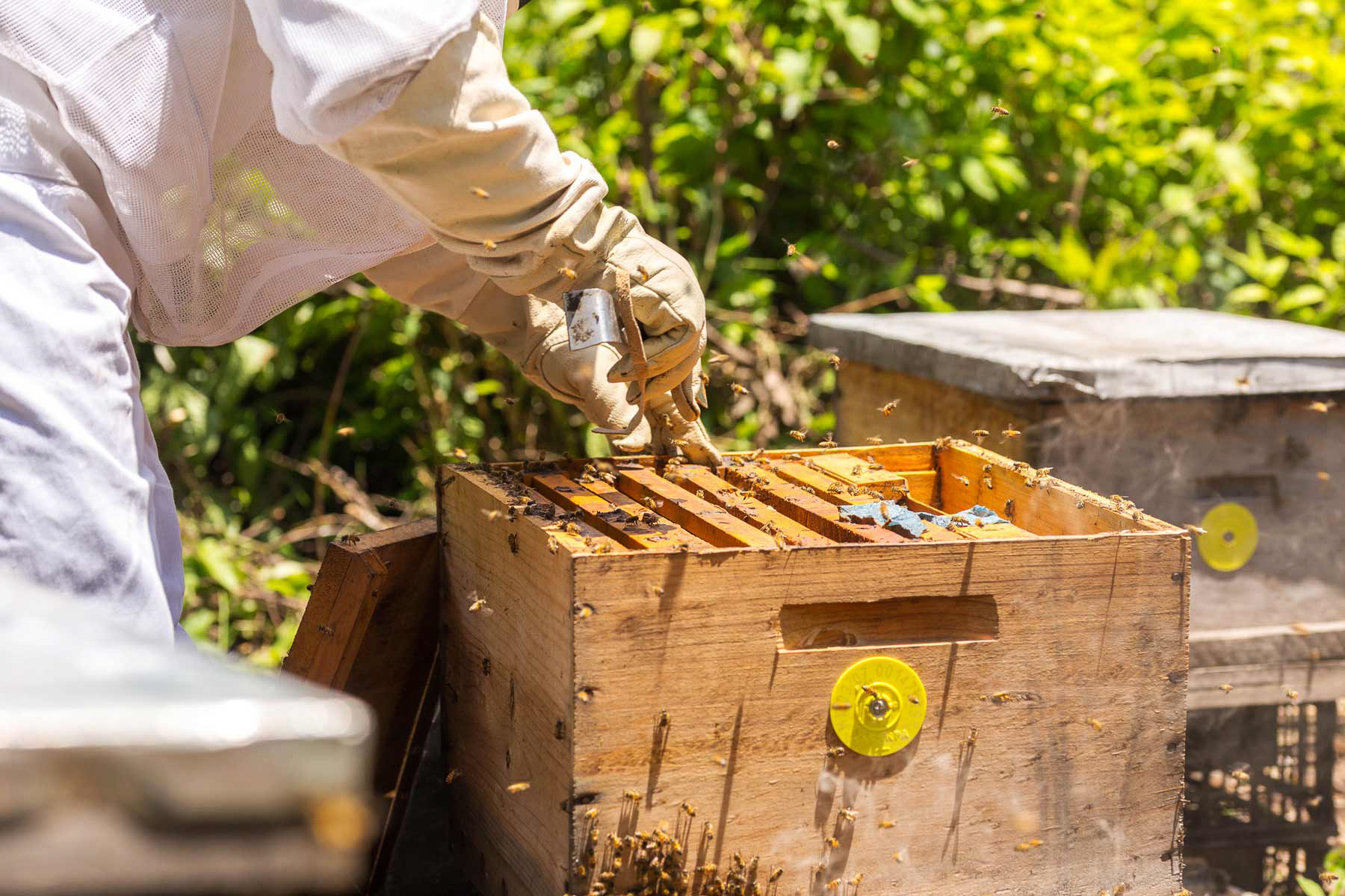 El personal del SENASICA y de la UNAM otorgarán asesoría a los apicultores