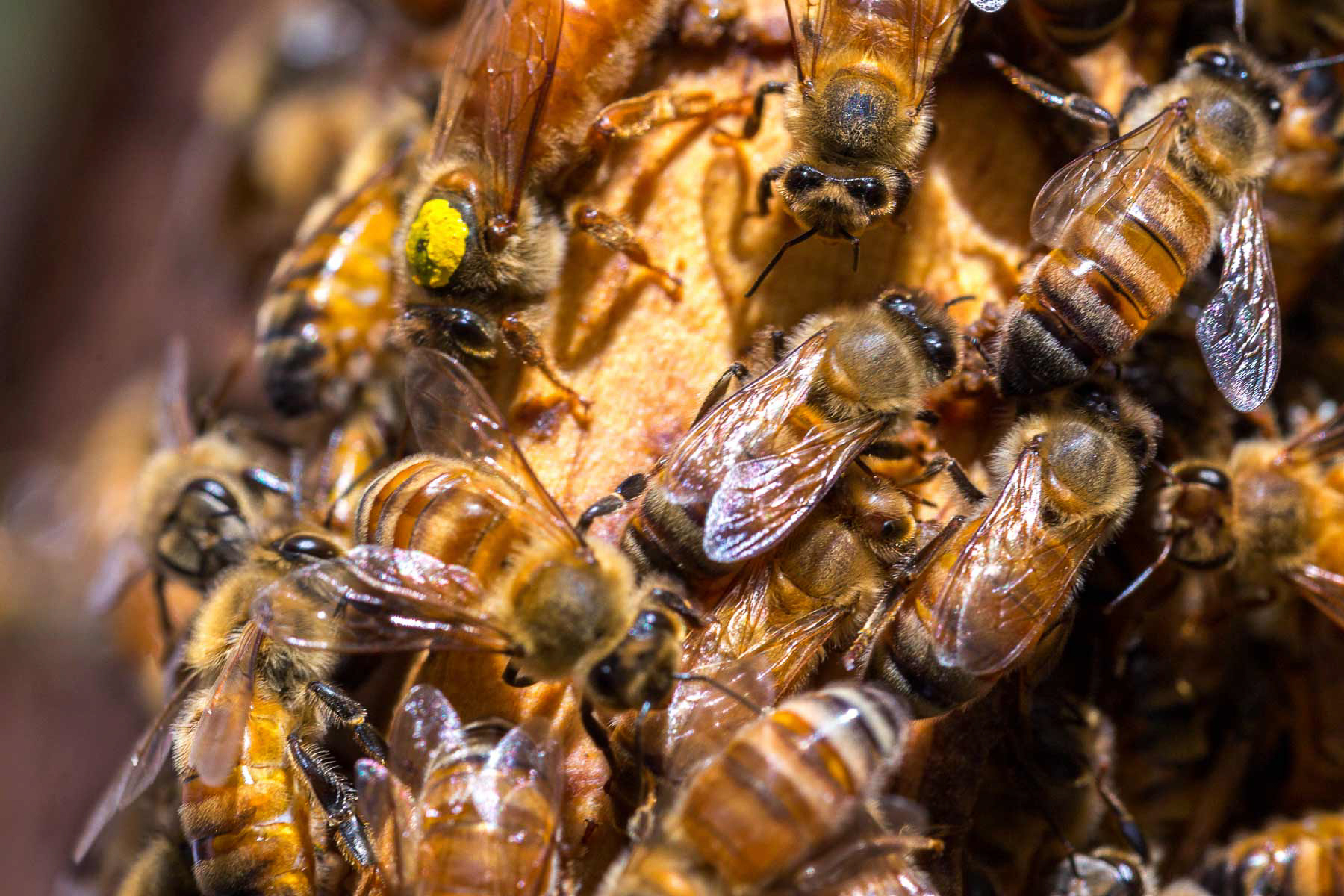 México se ubica entre los 10 países que más produce y exporta miel al mundo