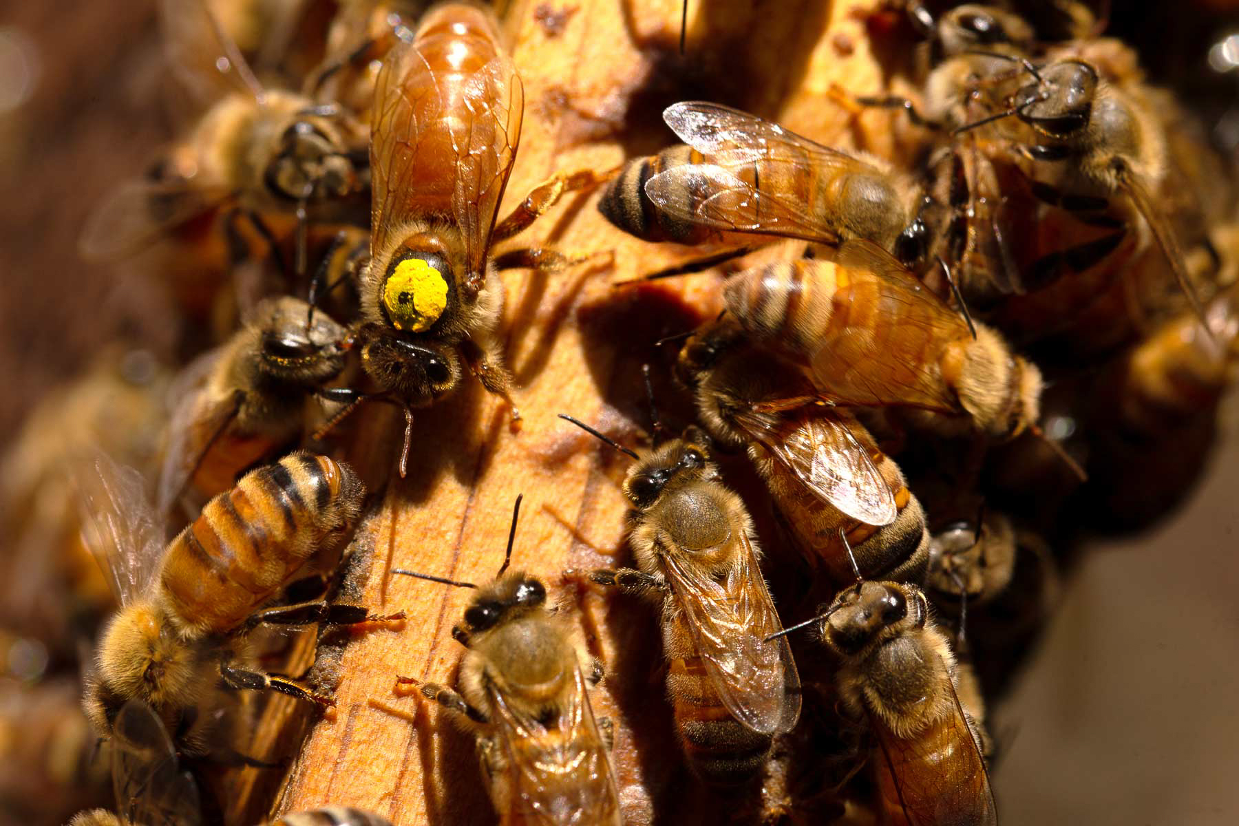 El análisis identificará los factores que afectan a las abejas en los estados productores de miel