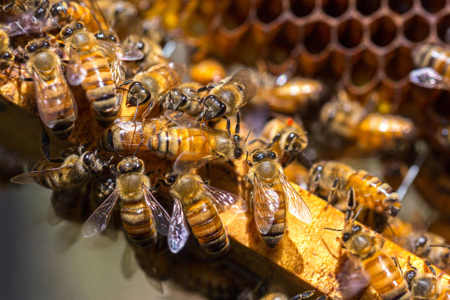 En la investigación participaron mil 736 apicultores de cinco zonas de la República Mexicana