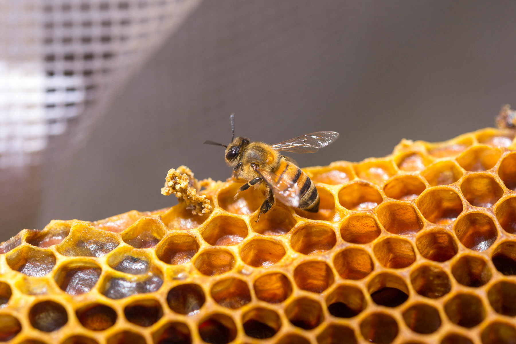 Las abejas forman parte de los polinizadores más importantes del mundo 