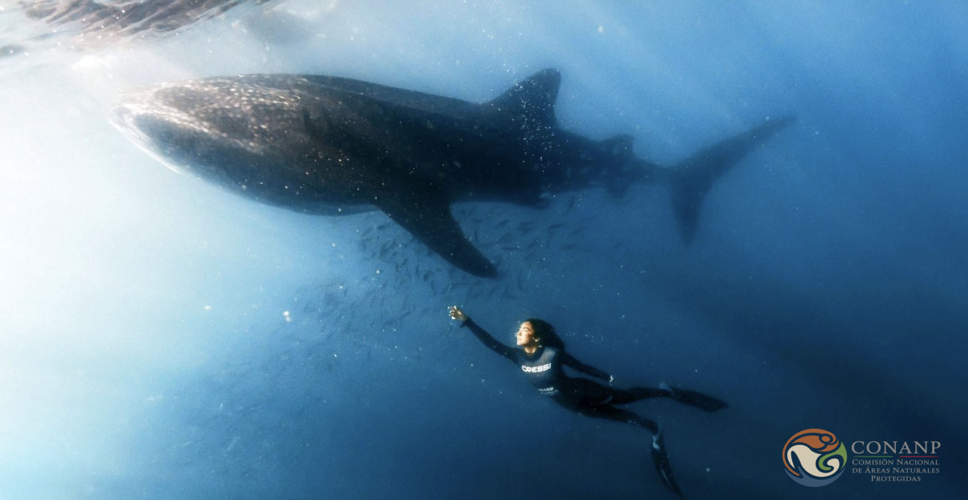 Vista submarina de buzo acercándose a tiburón ballena