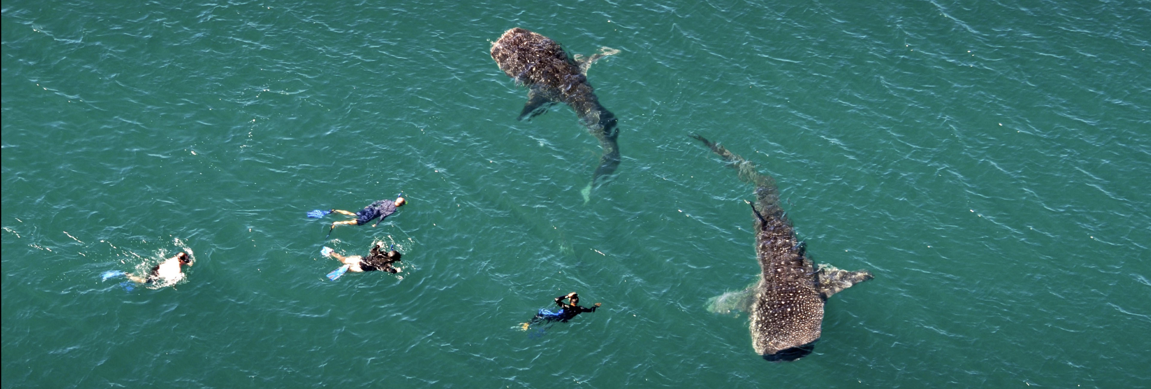 Vista aérea de personas nadando junto a dos tiburones ballena