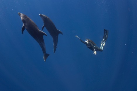 Vista submarina de delfines y buzo