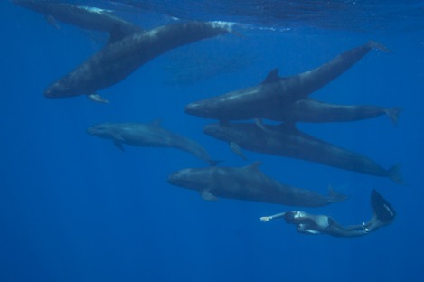 Vista submarina de ballenas jorobadas y buzo