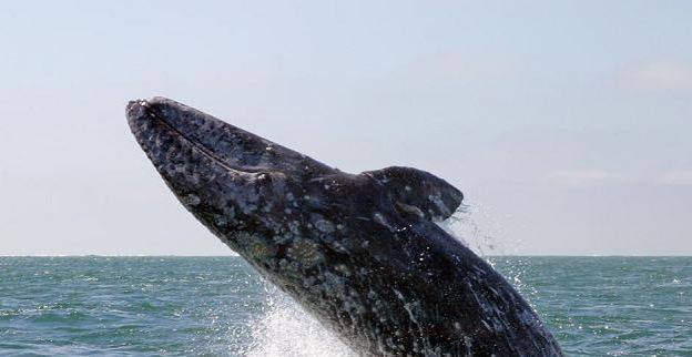 Vista general de ballena gris