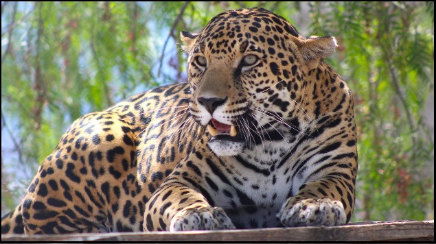 Vista general de jaguar
