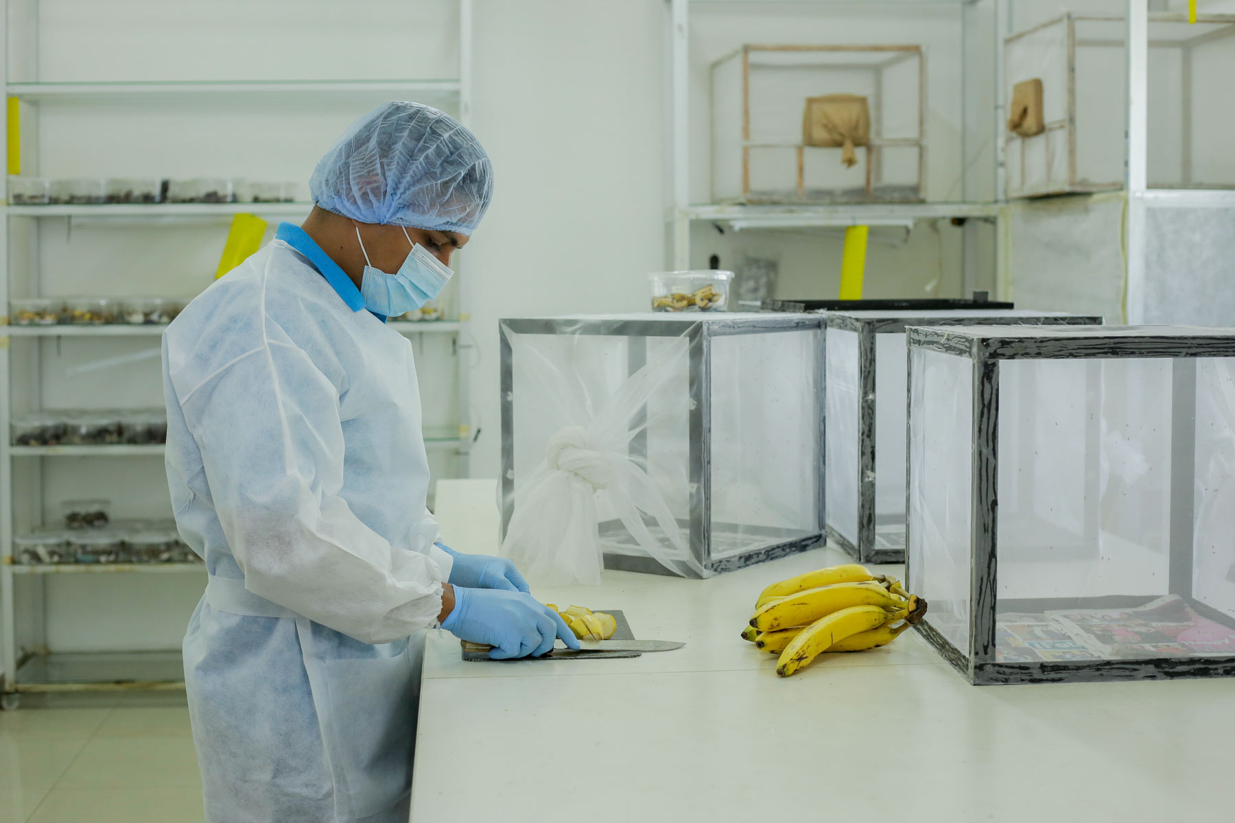 Técnico corta plátanos en el laboratorio   