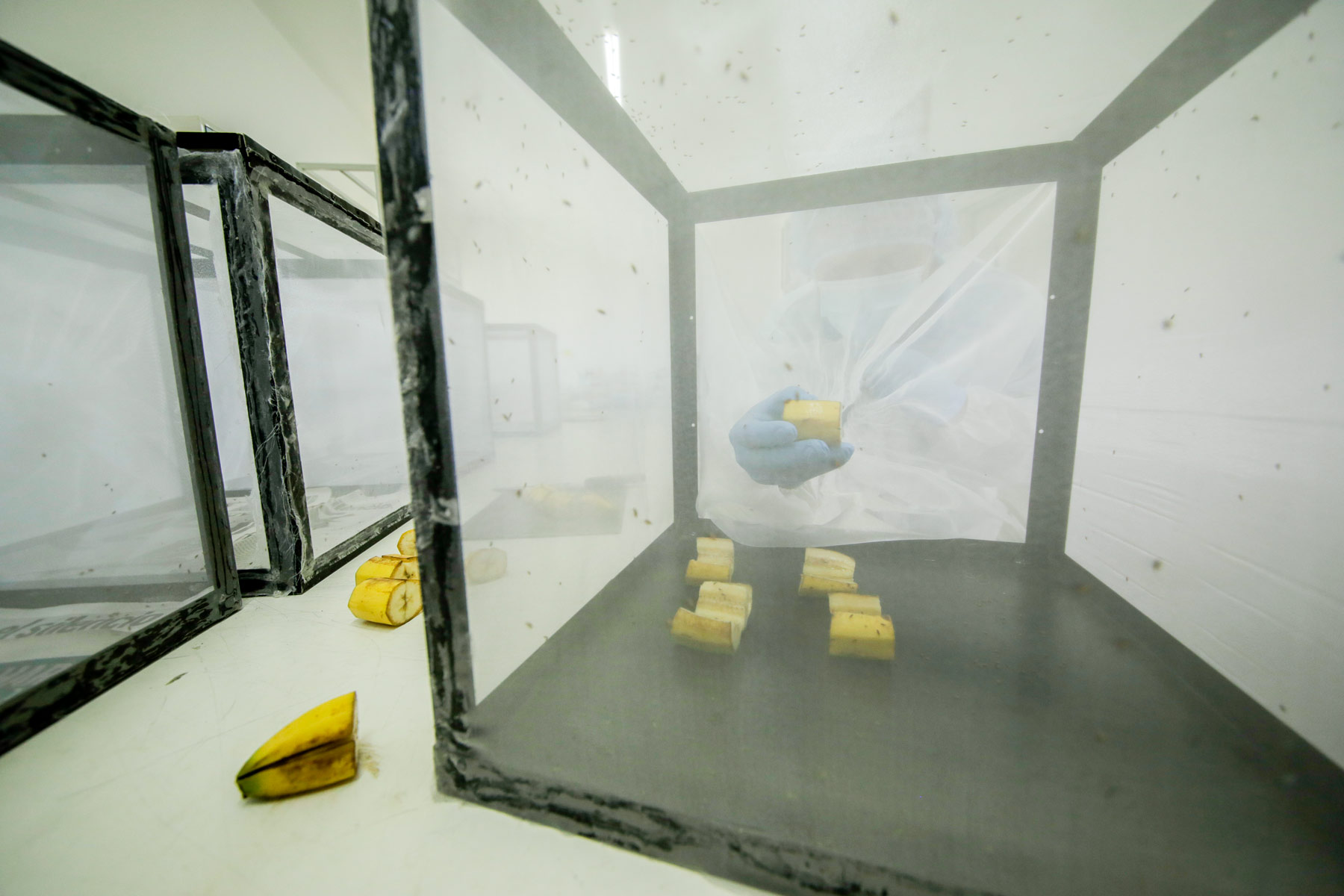 Técnico introduce plátano en caja incubadora de insectos