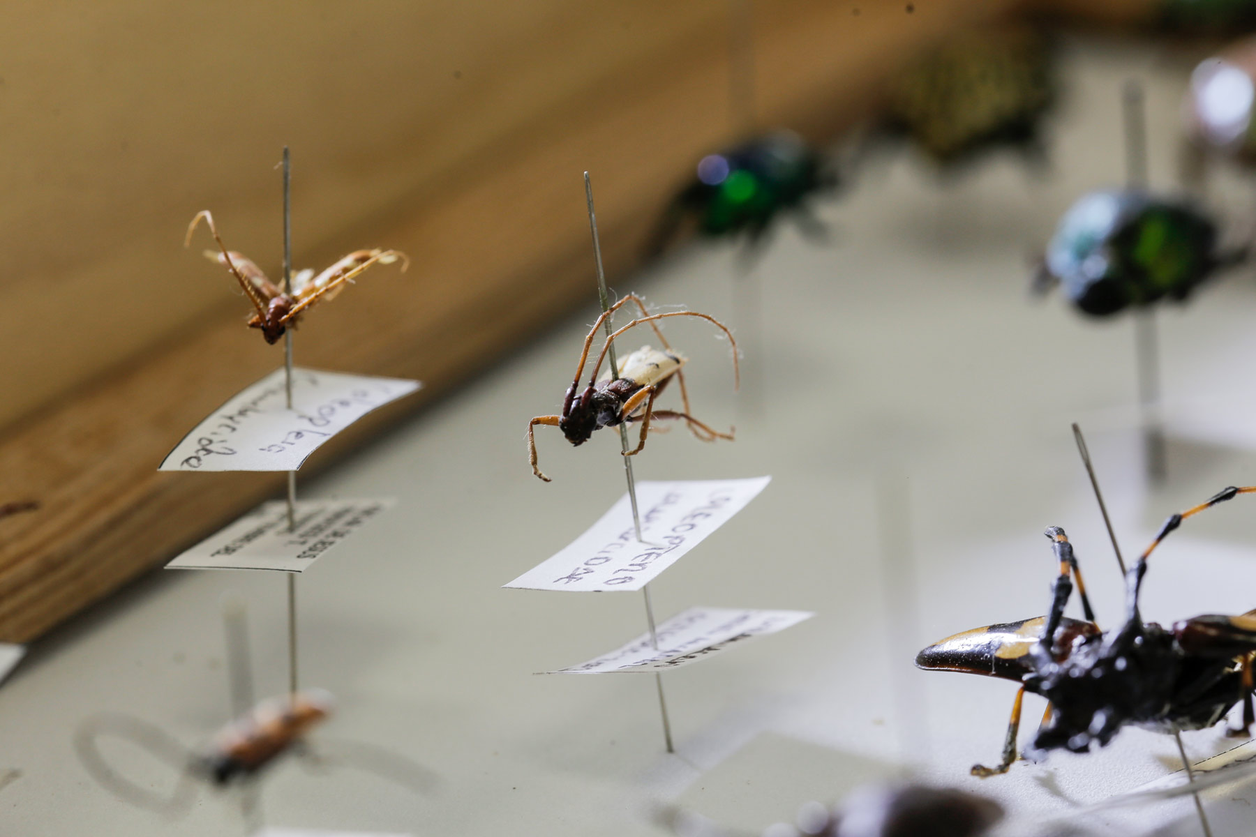 Detalle de insectos de la colección del CNRB del SENASICA 