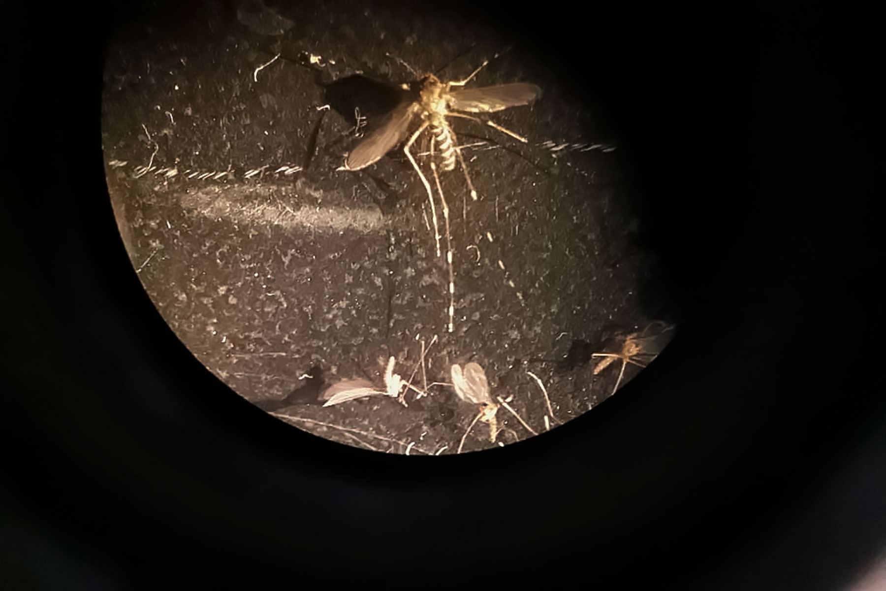 Mosquito en laboratorio