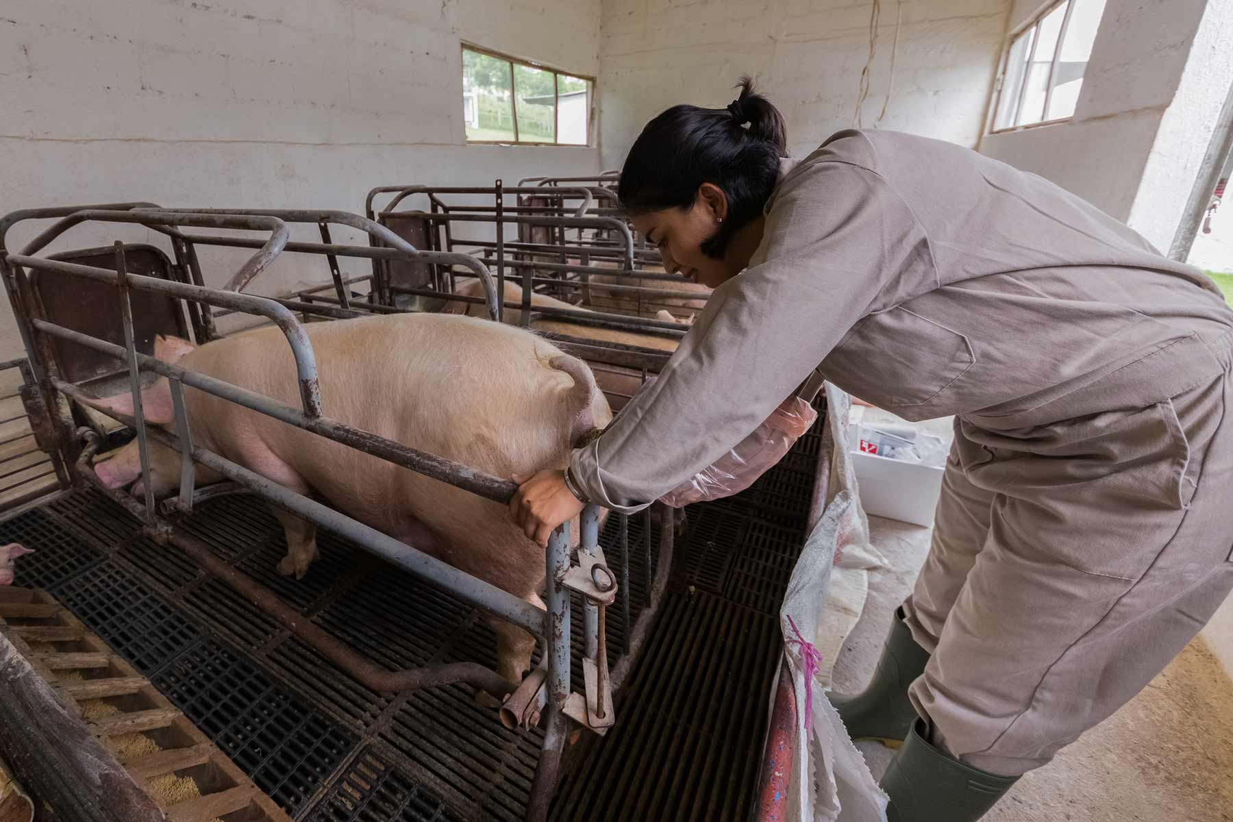 Técnica revisa condiciones sanitarias de un cerdo