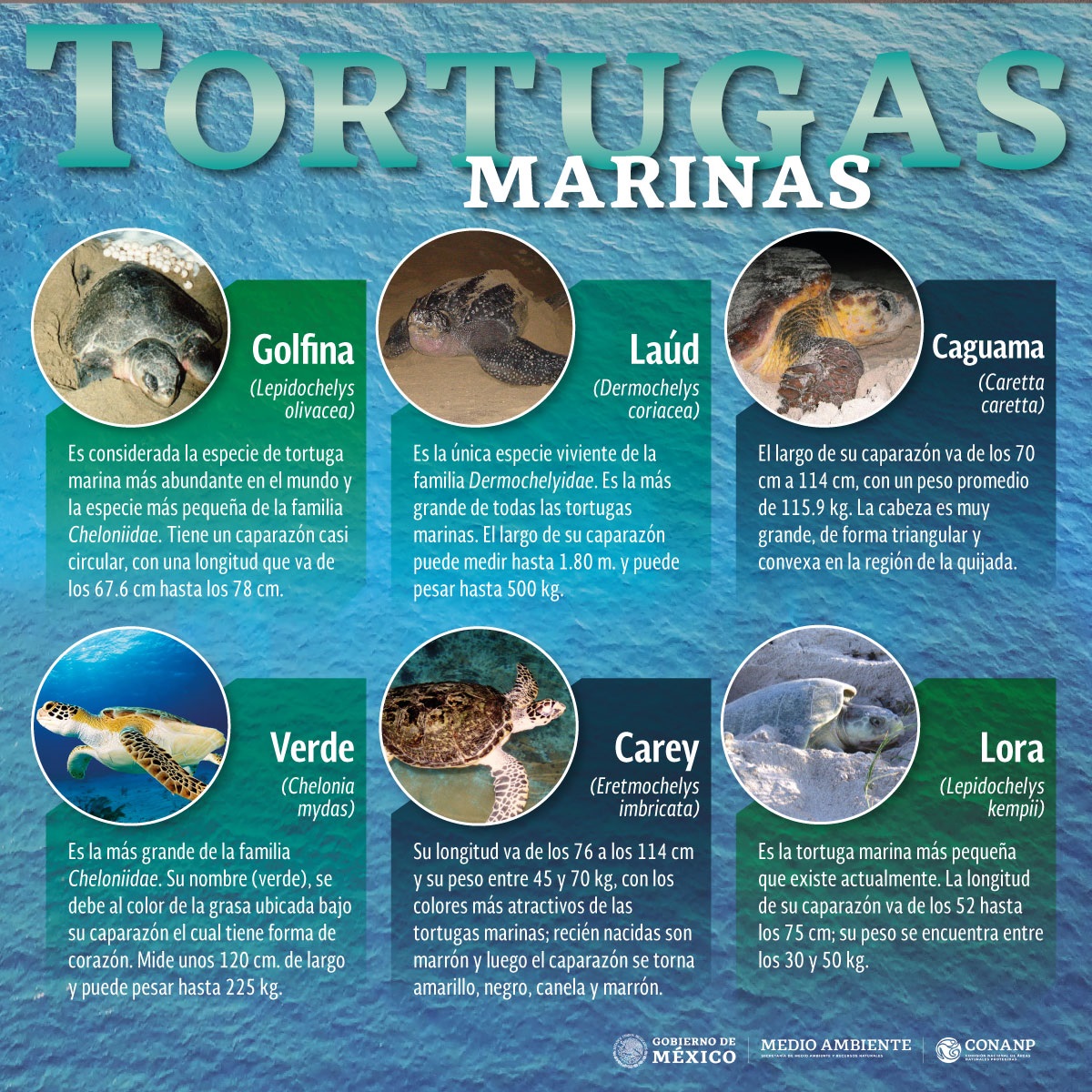 /cms/uploads/image/file/499369/Infograf_a-Tortugas-Marinas-2019.jpg