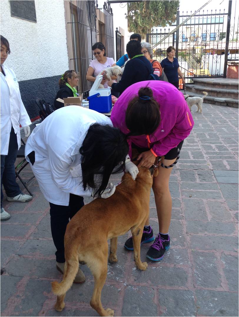 La vacunación principalmente de perros y gatos disminuye la transmisión de la rabia a los humanos.