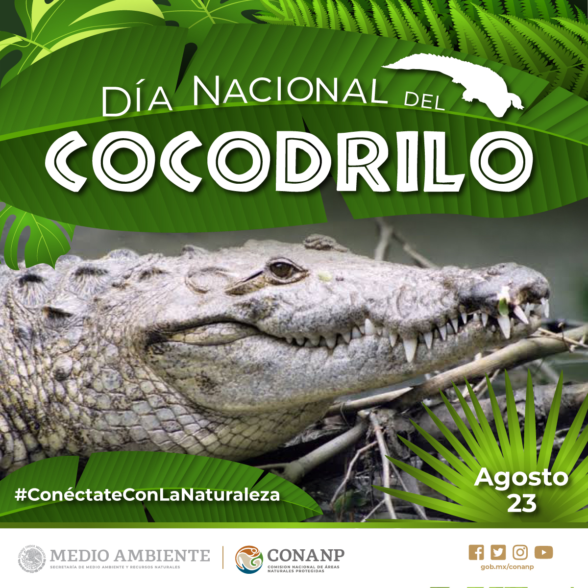 Cocodrilos, depredadores ancestrales | Comisión Nacional de Áreas Naturales  Protegidas | Gobierno 