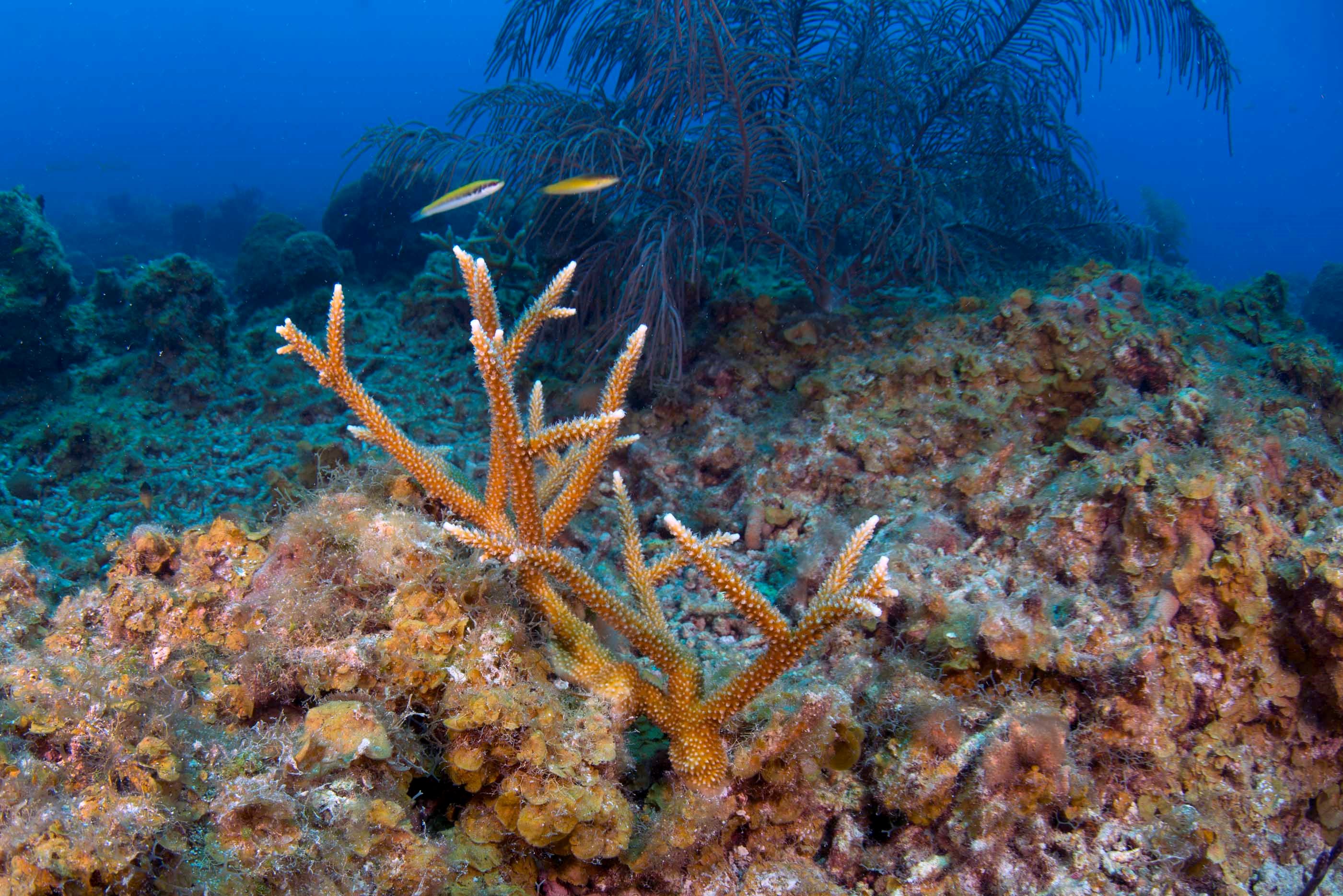 Parque Nacional Arrecife Alacranes | Comisión Nacional de Áreas Naturales  Protegidas | Gobierno 