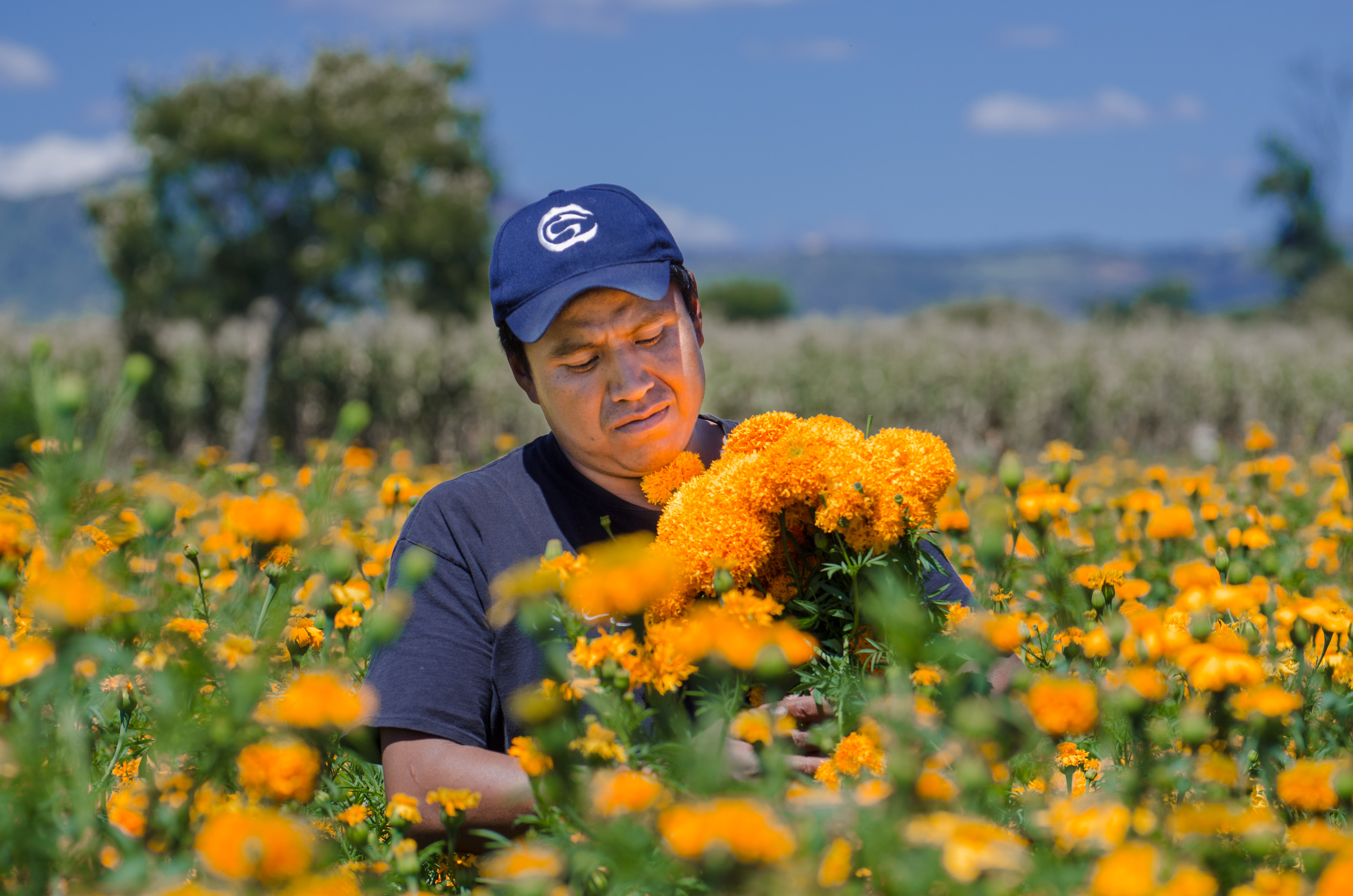 Cempasúchil, la flor de muertos que embellece México | Secretaría de  Agricultura y Desarrollo Rural | Gobierno 