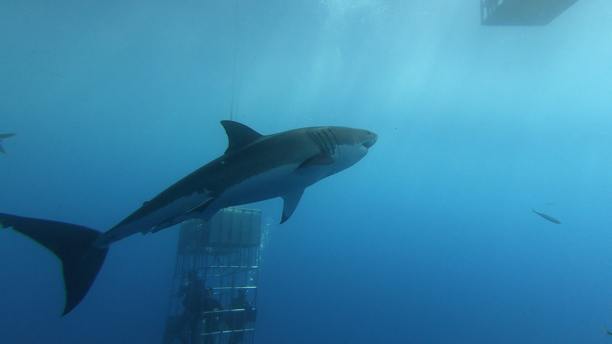 Figura 2. Costado derecho del tiburón identificado como Stouffer. Fotografía tomada el 23 de septiembre del 2019.