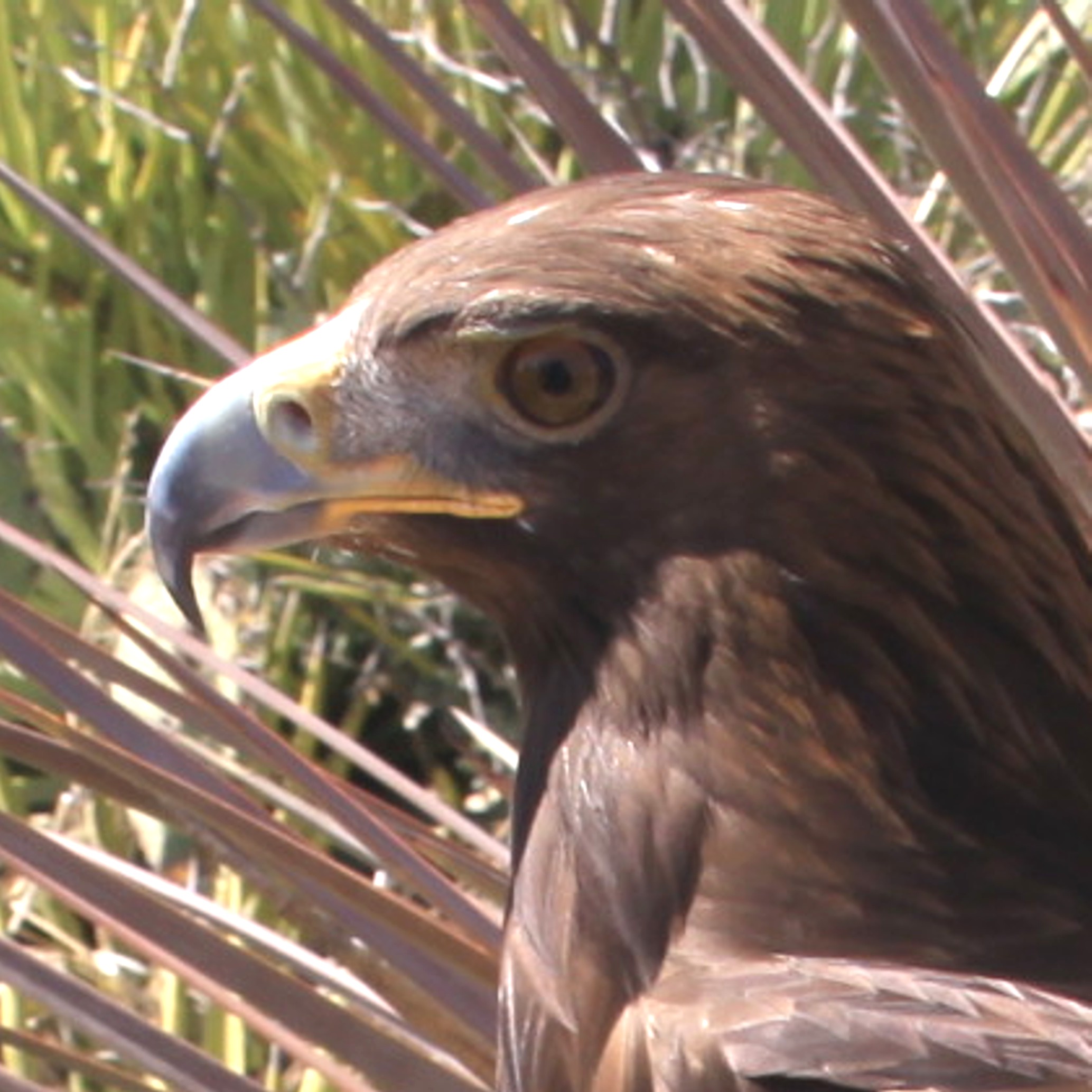 Águila Real, especie emblemática de México. | Procuraduria Federal de  Proteccion al Ambiente | Gobierno 