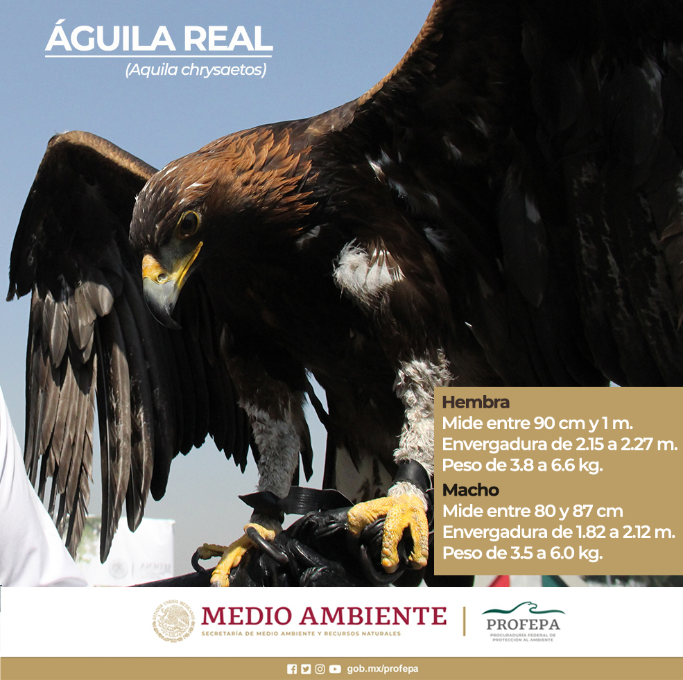 Águila Real, especie emblemática de México. | Procuraduria Federal de  Proteccion al Ambiente | Gobierno 