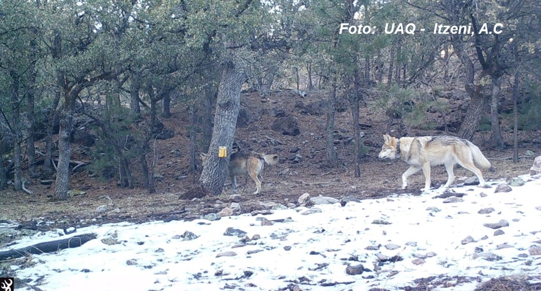 El gran desafío del lobo mexicano | Comisión Nacional de Áreas Naturales  Protegidas | Gobierno 