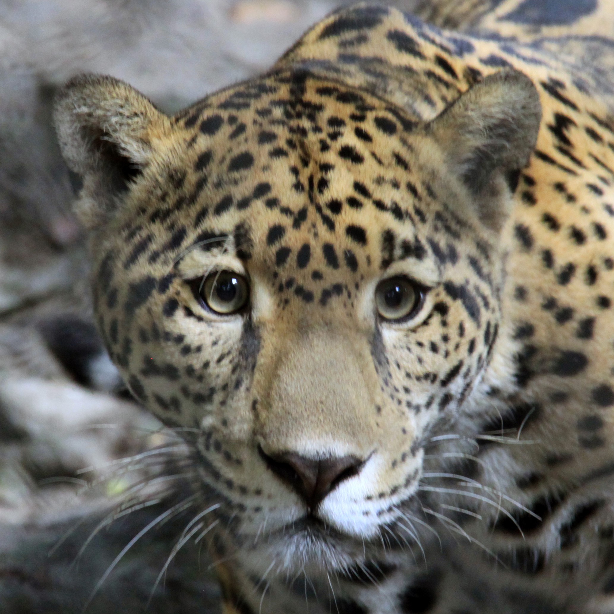The jaguar is the largest cat in the Americas.