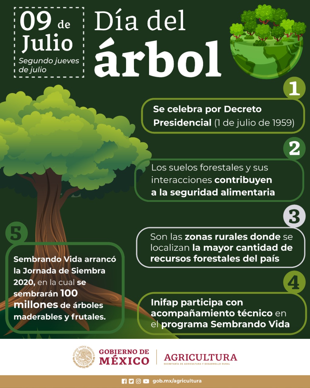Los arboles como fuente de vida indispensable | Secretaría de Agricultura y  Desarrollo Rural | Gobierno | gob.mx
