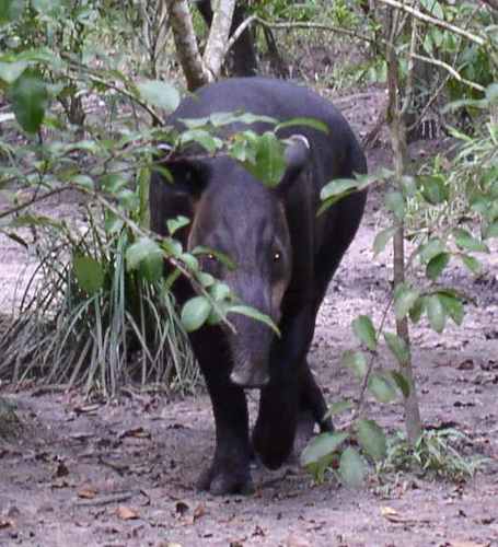 /cms/uploads/image/file/593308/tapir.jpg