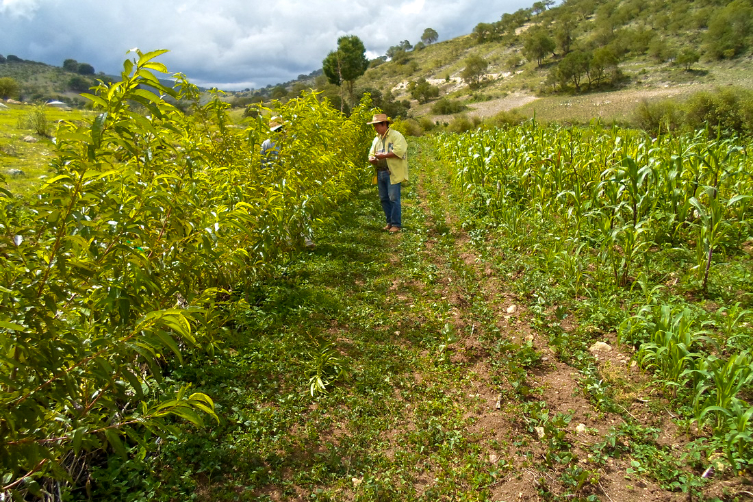Una de la prácticas agroecológicas que en México se lleva acabo es El sistema Milpa Intercalada en Árboles Frutales (MIAF) impulsado por el INIFAP