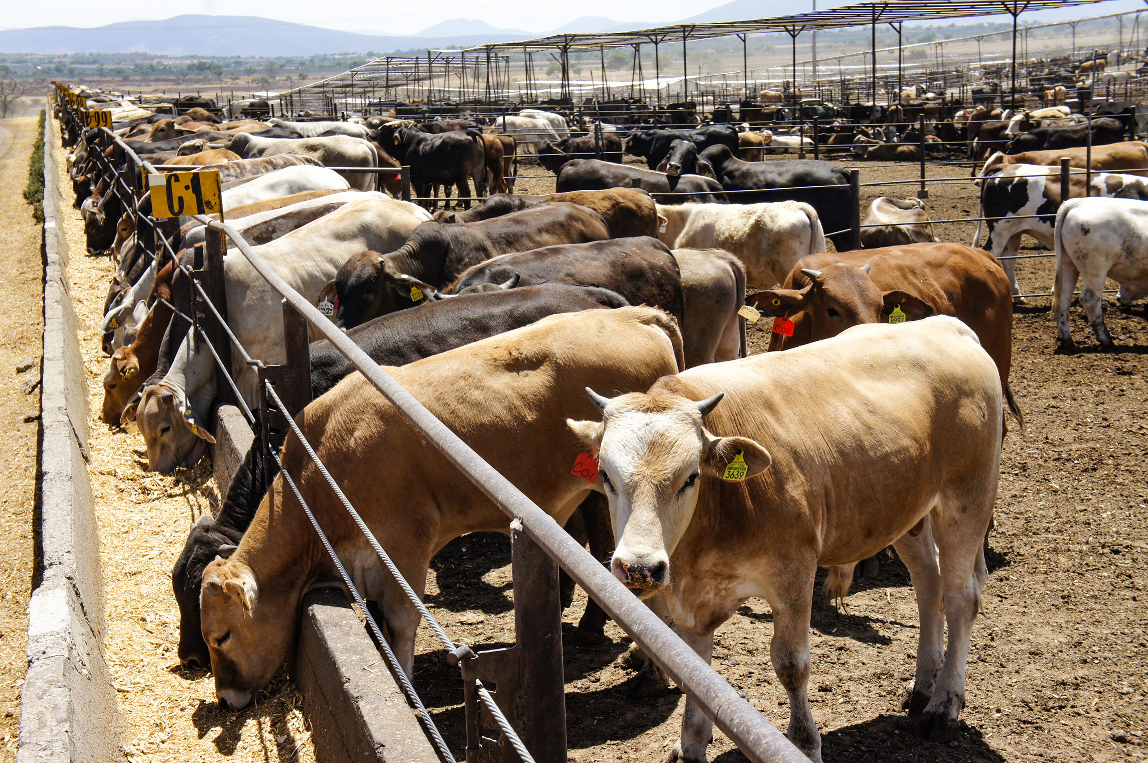 Qué come el ganado? | Secretaría de Agricultura y Desarrollo Rural | Gobierno | gob.mx