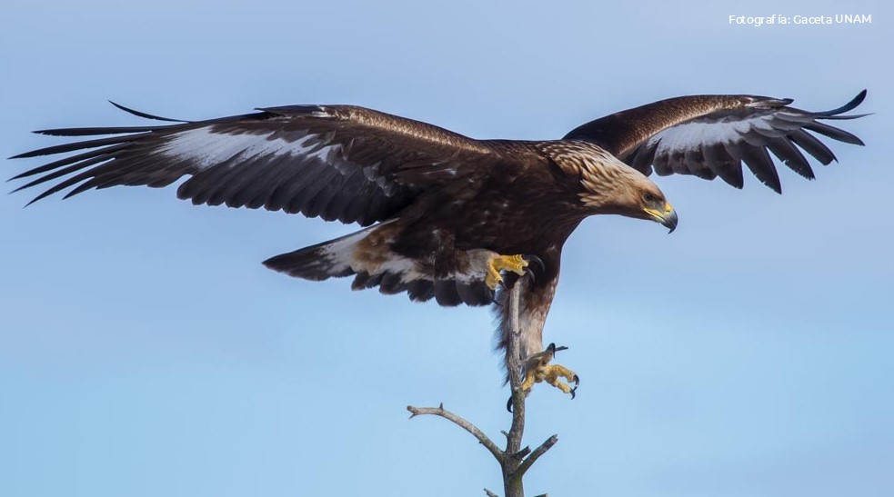 El Águila real, un símbolo de identidad nacional | Comisión Nacional de  Áreas Naturales Protegidas | Gobierno 